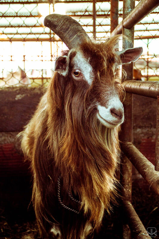 Hogar de cabras