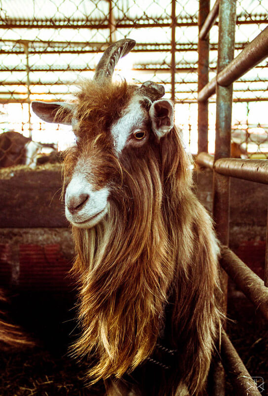 Hogar de cabras