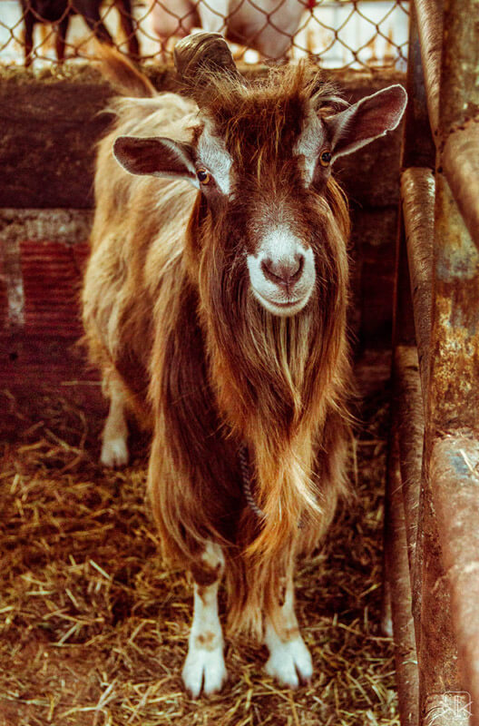 Hogar de cabras