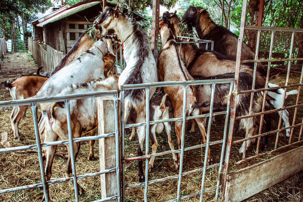 Hogar de cabras