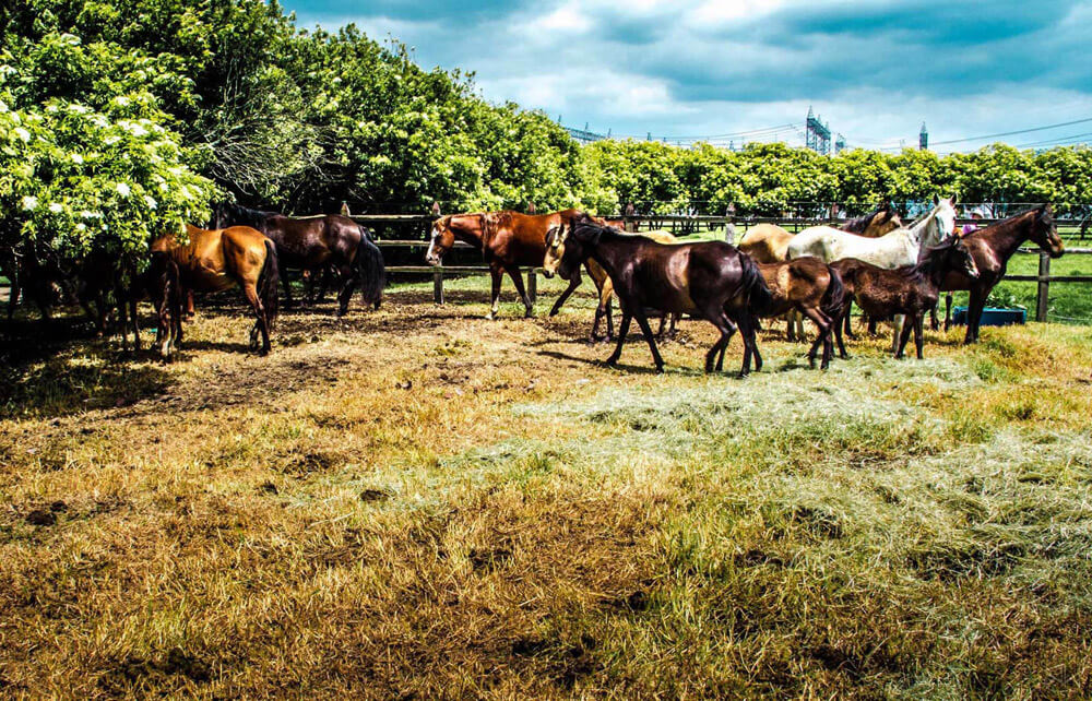 Caballos