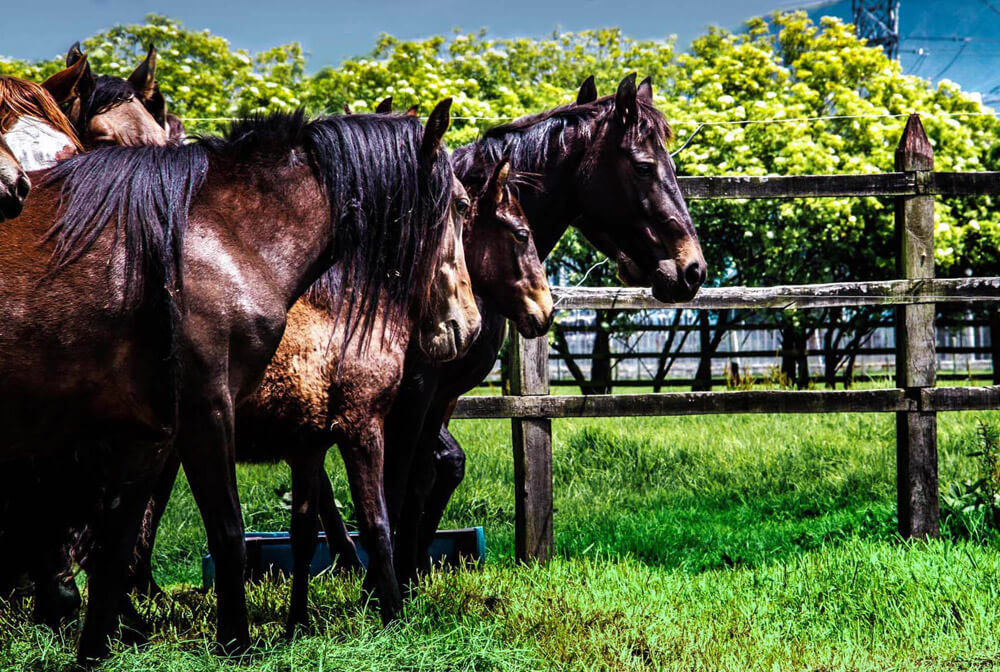 caballos