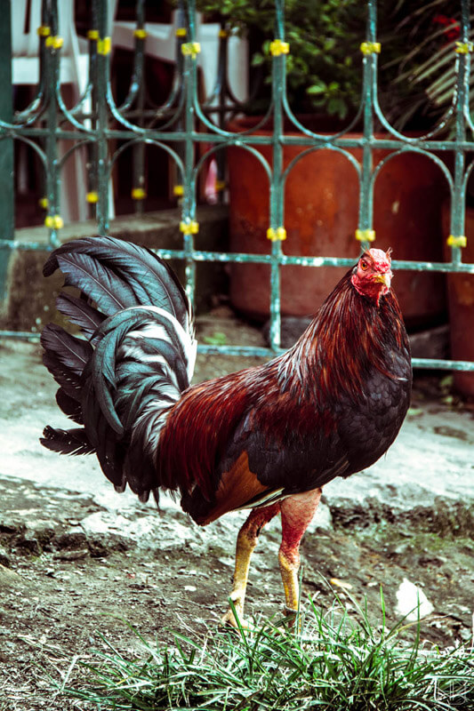 Gallo