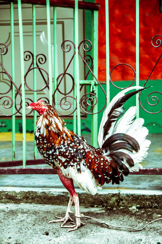 Gallo