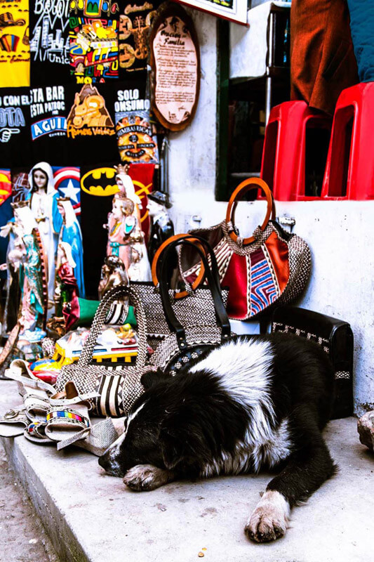Perrito guardián