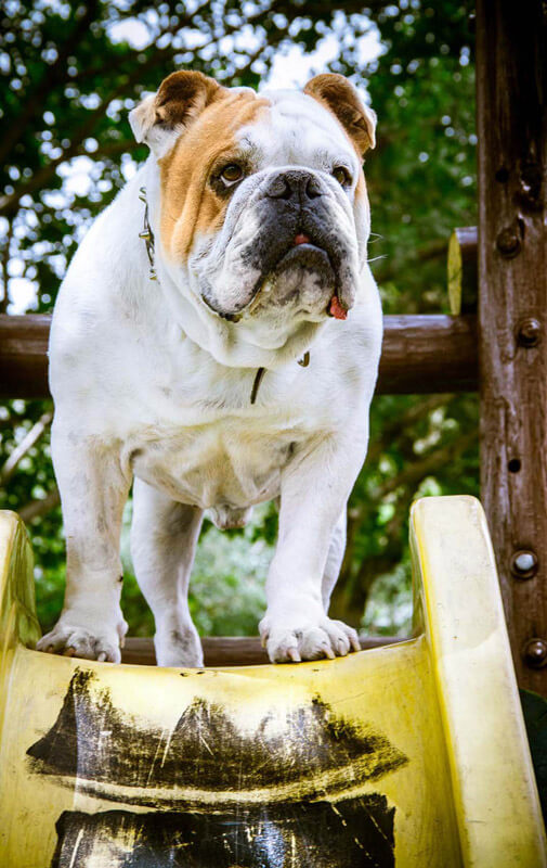 bulldog