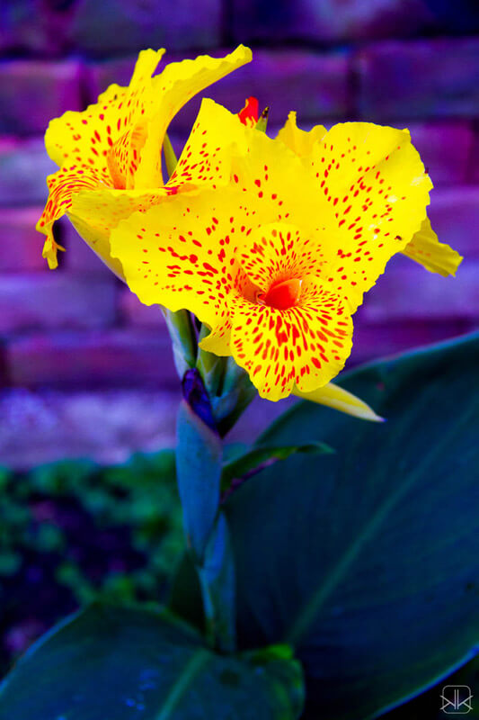 flores