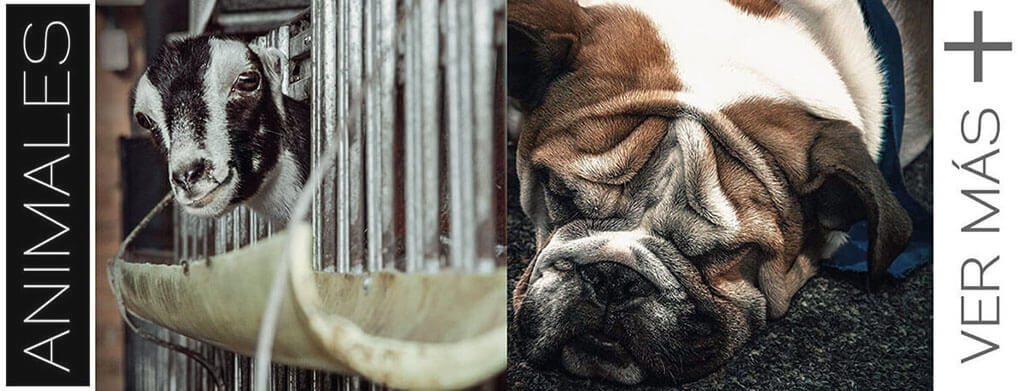 animales